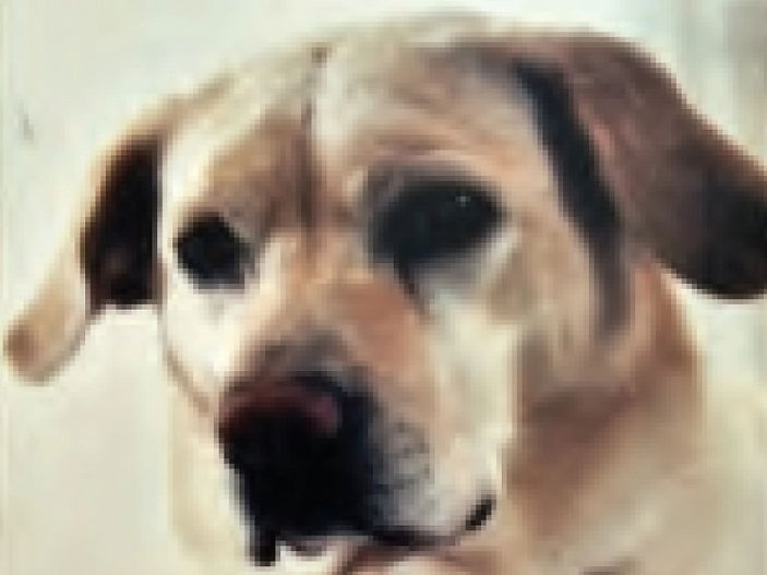 Living with a dog losing it's sight