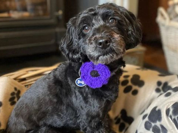 From the Trenches to Today's Frontline: The Purple Poppy Story