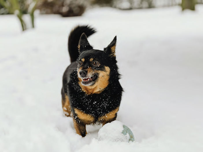 Is YOUR dog safe to go outside?