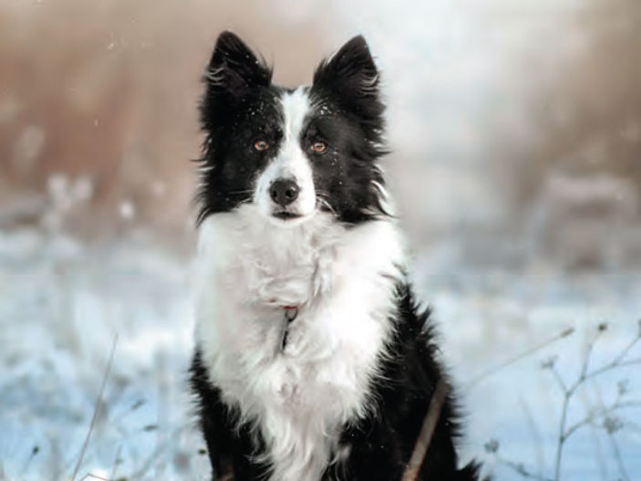 The Realities of Border Collie Trust and the wonderful Border Collie