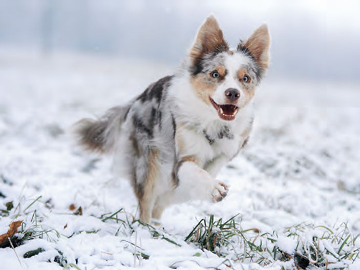 Cold Mornings, Warm Noses: Sniffy Winter Walks