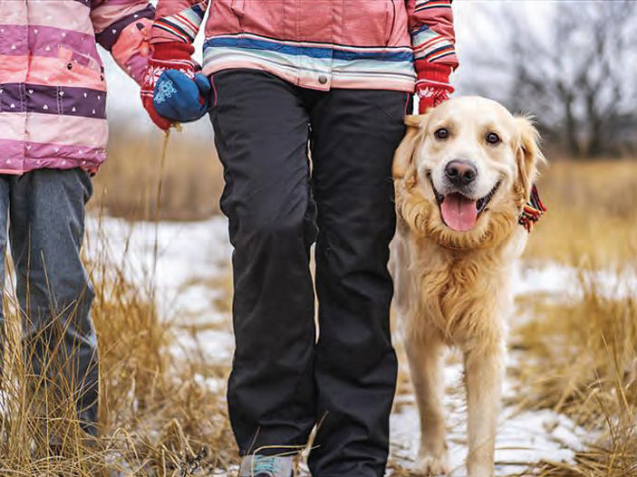Pet weight loss searches rise as owners seek exercise advice