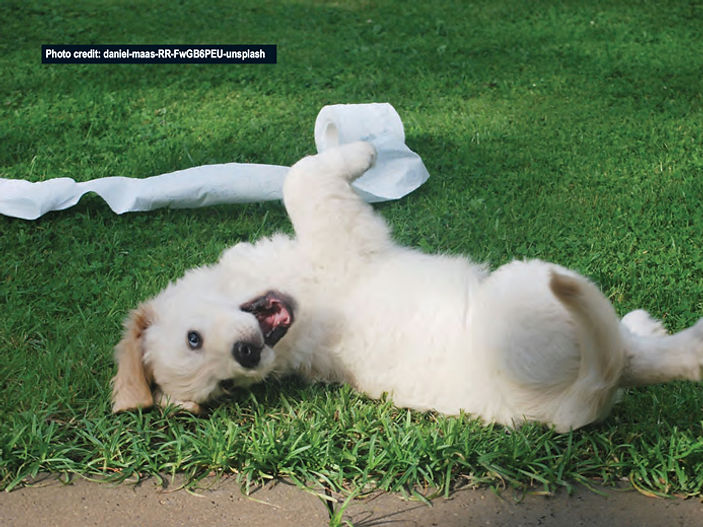 Stop shouting 'no': a gentler training trick for dog owners