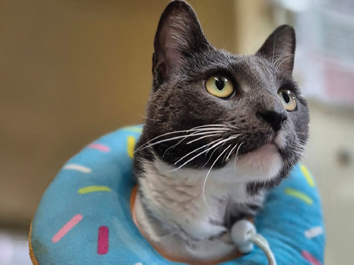 Tail amputation puts stray cat on road to recovery