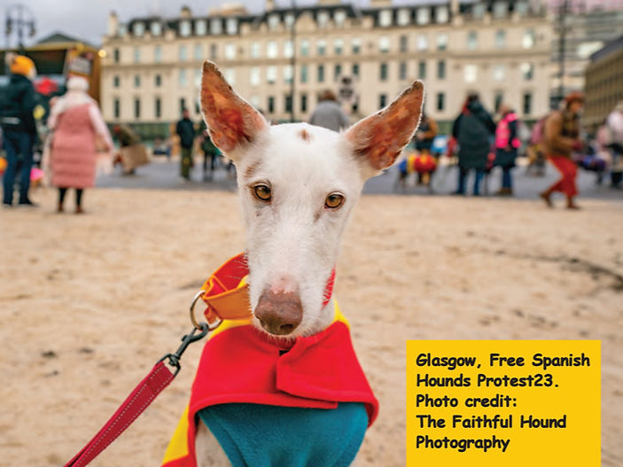 UK-wide protests urge Spain to end cruelty to hunting dogs