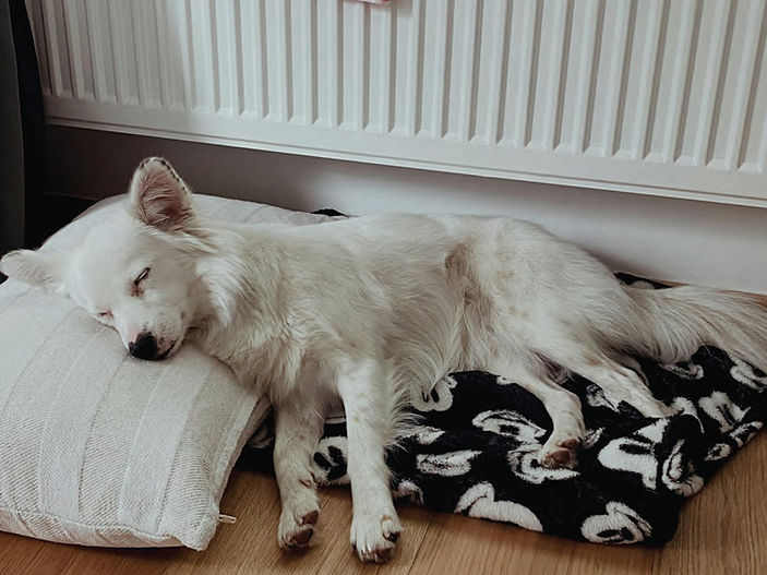 Experts warn winter heating could lead to £800 vet bills for dog owners