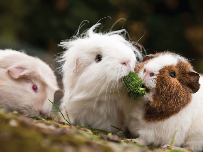 A Beginner Guide to Guinea Pig Care
