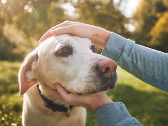 More Than Half of Pet Owners Don't Know What to Do If Their Pet Chokes