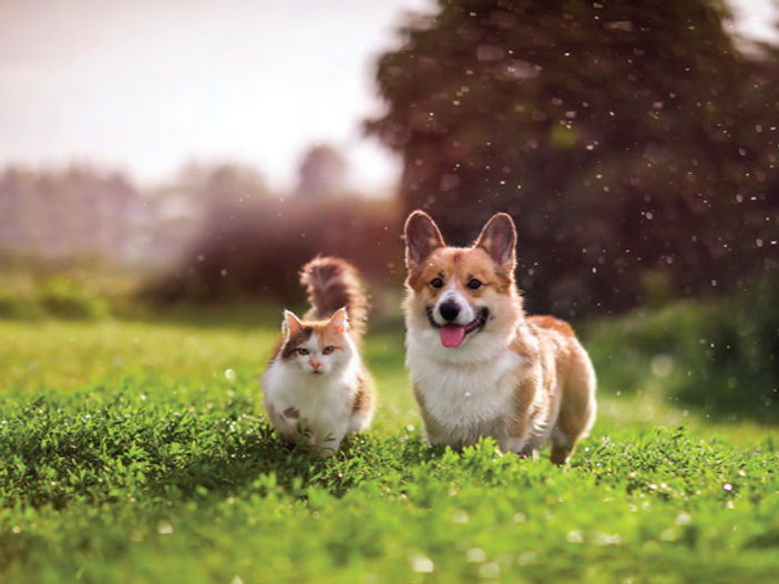 Dog owners warned over common lawn fertiliser mistake that can make pets sick
