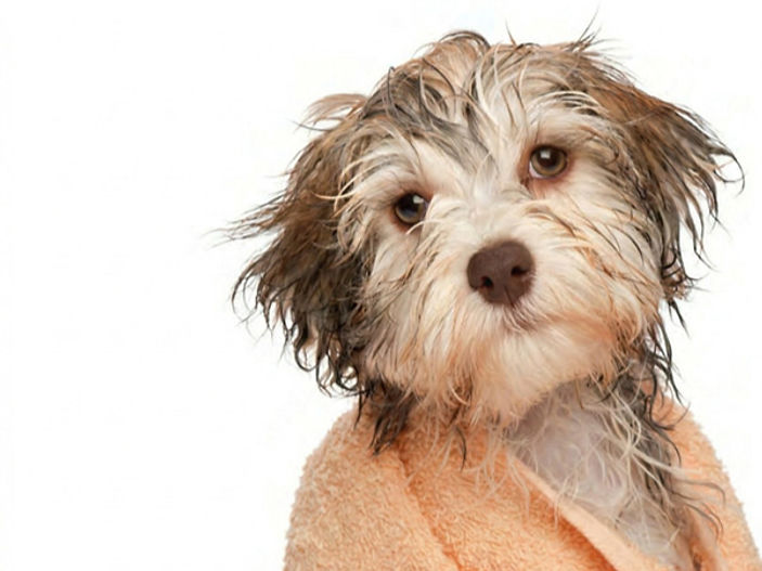 Introducing your pup to the perfect pamper