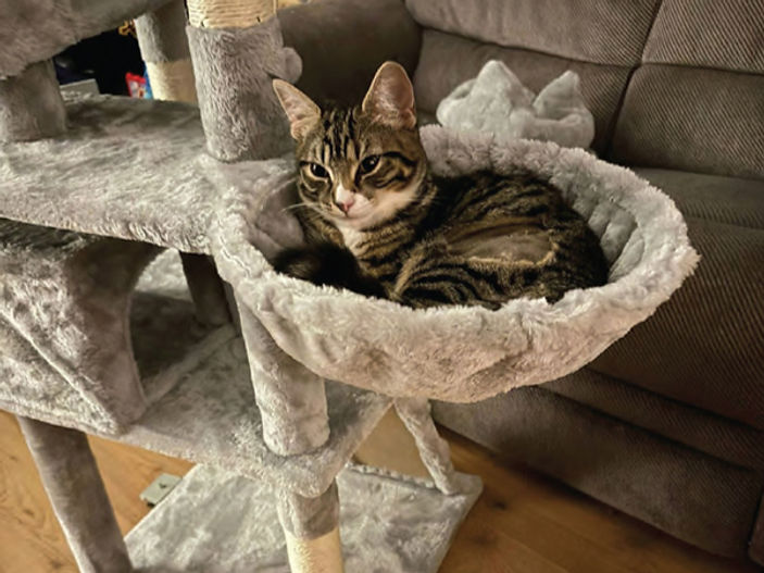 Abandoned train kitten finds Valentine's match with ScotRail worker