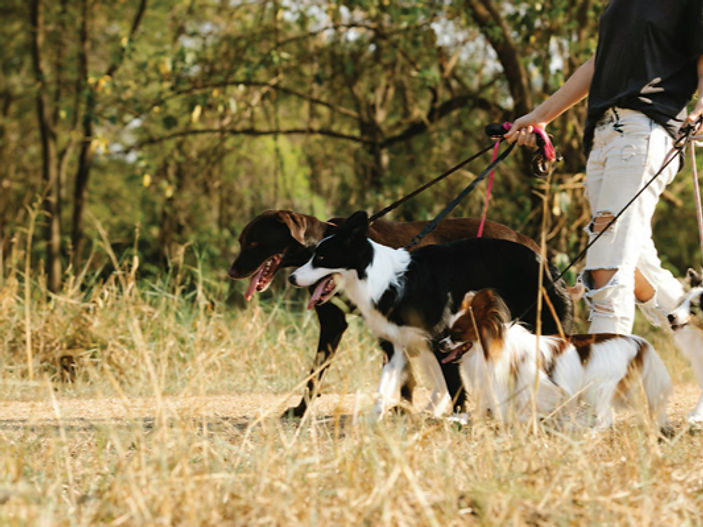 Dog owners warned of £1,000 fines for off-lead walks from March