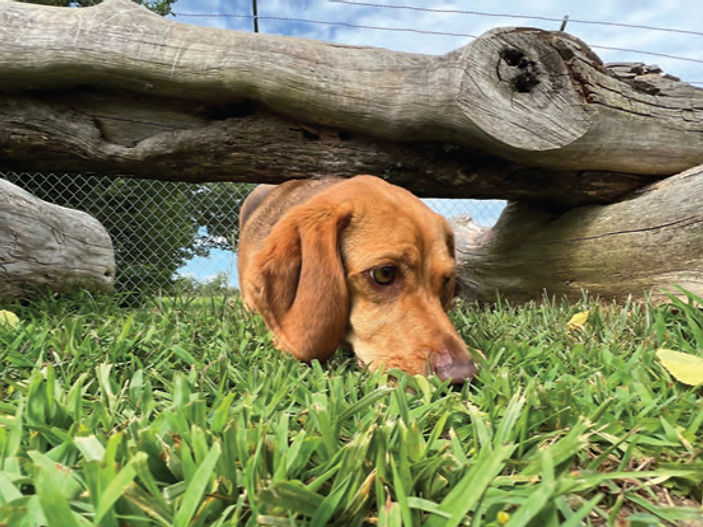Spring into Sniffing with your dog! By The Sniffer Shop