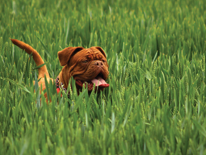 Dog owners urged to check pets after walks as tick season begins