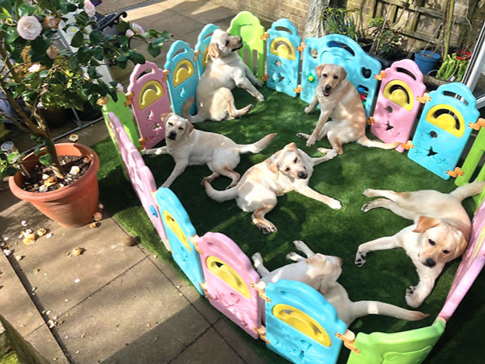 Labrador Lifeline seeks help to find caring homes for 4 disabled puppies