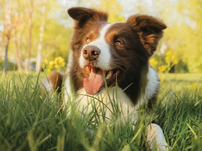 Warning to dog owners as 'spring fever' raises bolting risk
