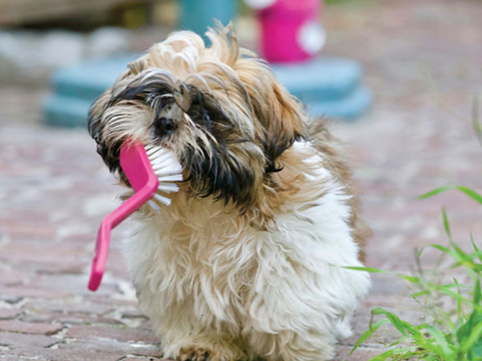 Dog owners warned cleaning products could be 'fatal' without this 2 hour rule