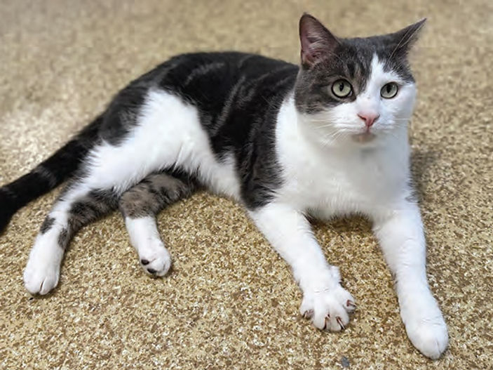 'Inbetweener' home needed for independent cat Ladder