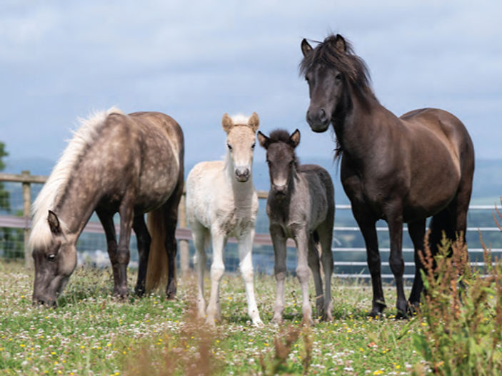 New Beginnings: The remarkable recovery of a herd of Icelandic horses in Devon