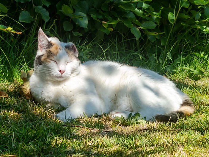 Cat charity warns of sunburn risk after ear amputations