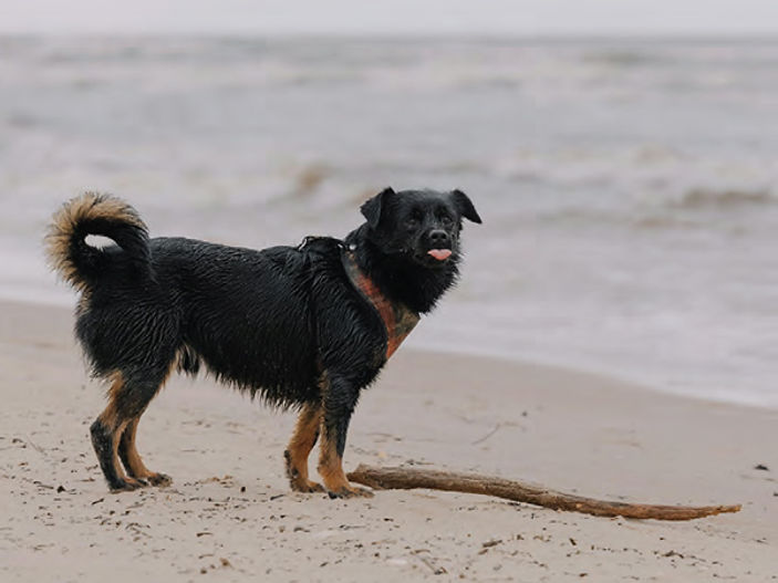 Warning as pet owners risk £1,000 fine in May for walking their dogs