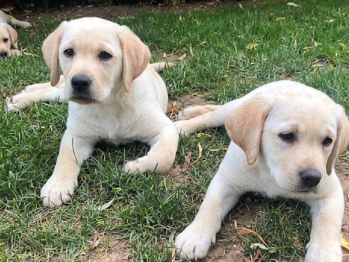 Meet the "Crane Puppy Pack": six Labradors needing sponsors