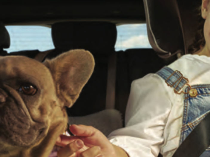Over 5 million pets have travelled with LeShuttle