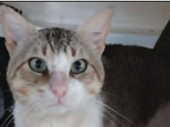 A free rehoming window helps rescue centres find pets loving homes