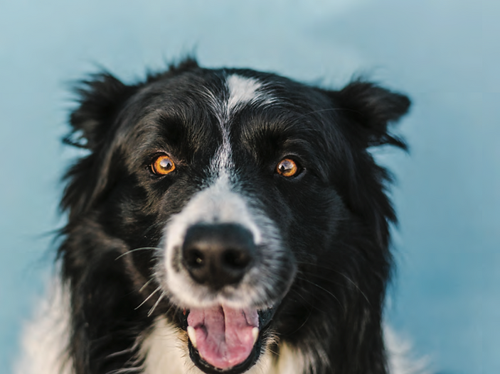 A Day in the Life at Border CollieTrust GB