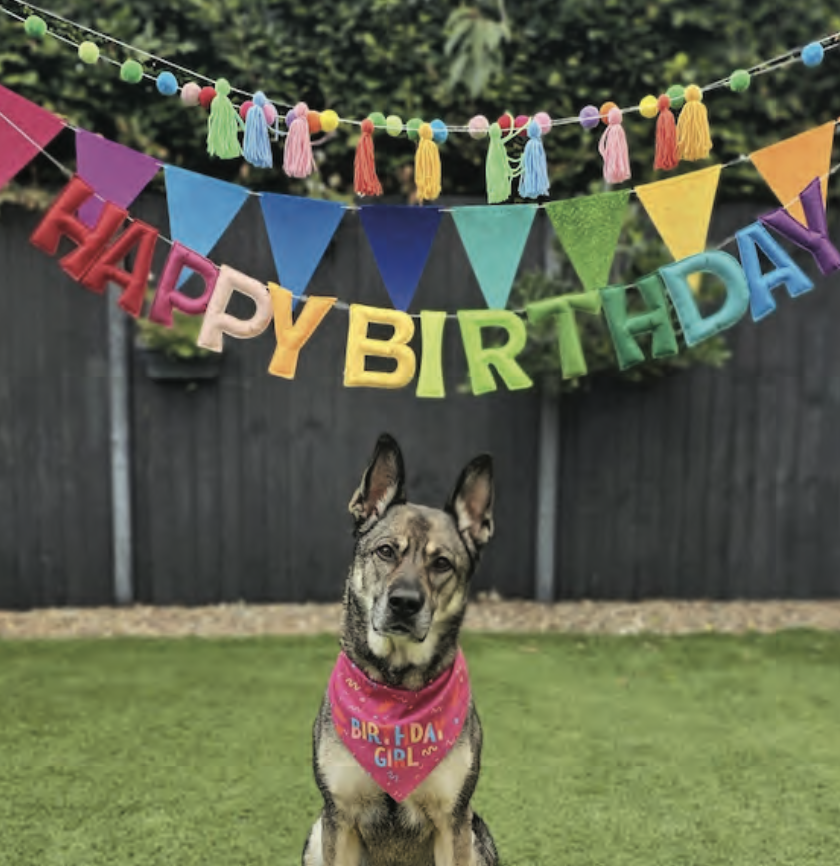 Harper spends her eighth birthday waiting for a home