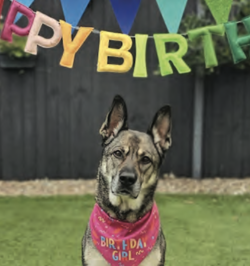 Harper spends her eighth birthday waiting for a home