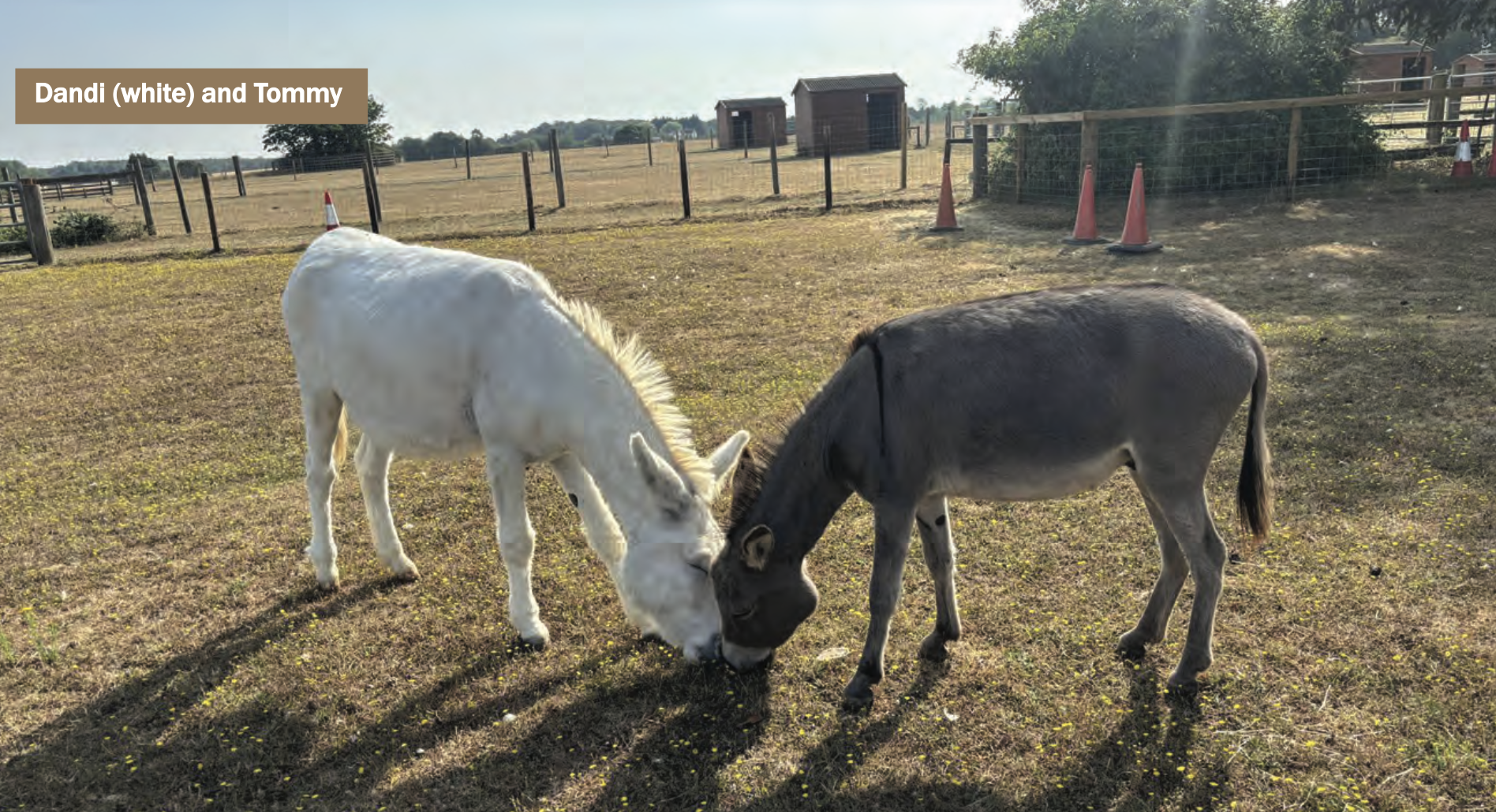 Donkey who was rescued with dozens of other animals is now thriving with new friend