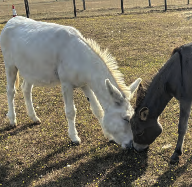 Donkey who was rescued with dozens of other animals is now thriving with new friend