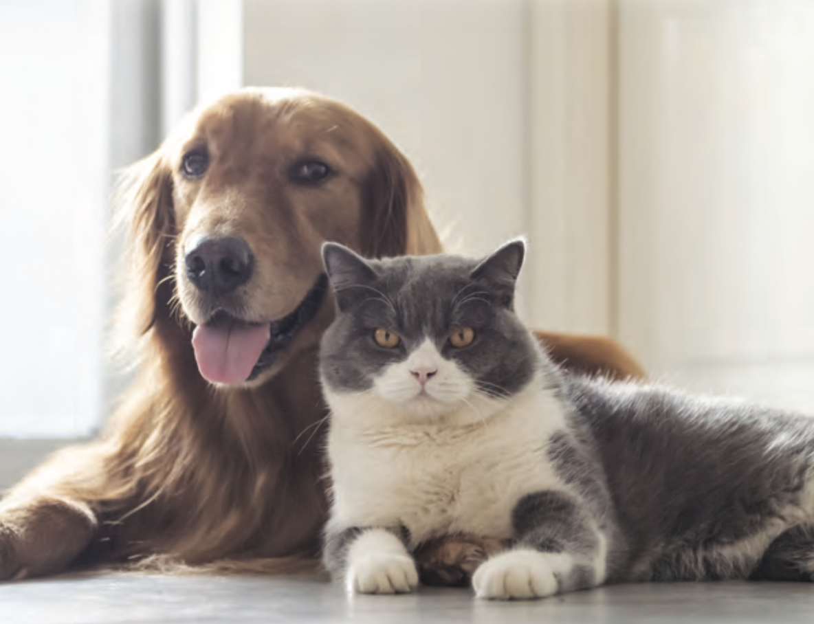 Microchip Database News