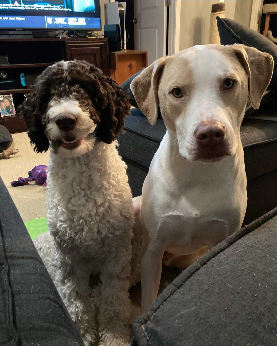 Raymond's dogs Ellie and Buddy!