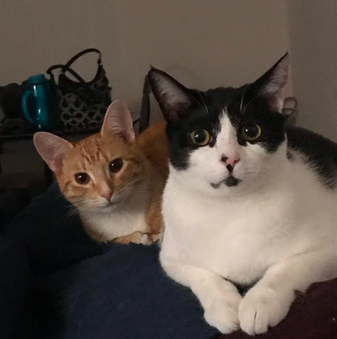 Raymond's cats Simba and Star!