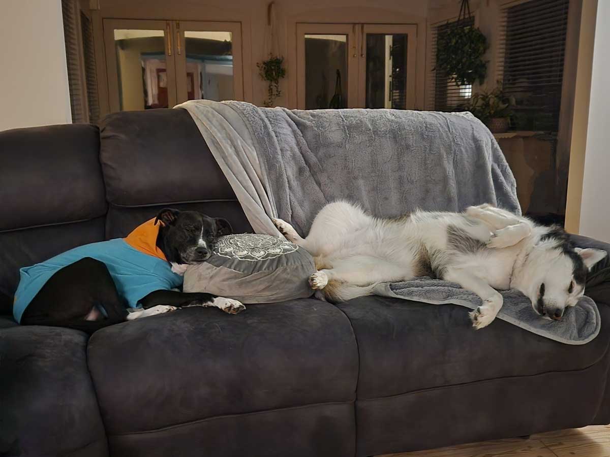 Emily's dogs, Gaia and Theia