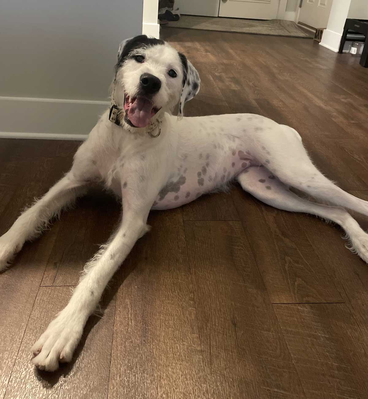 Elleanor's dog, Rumor