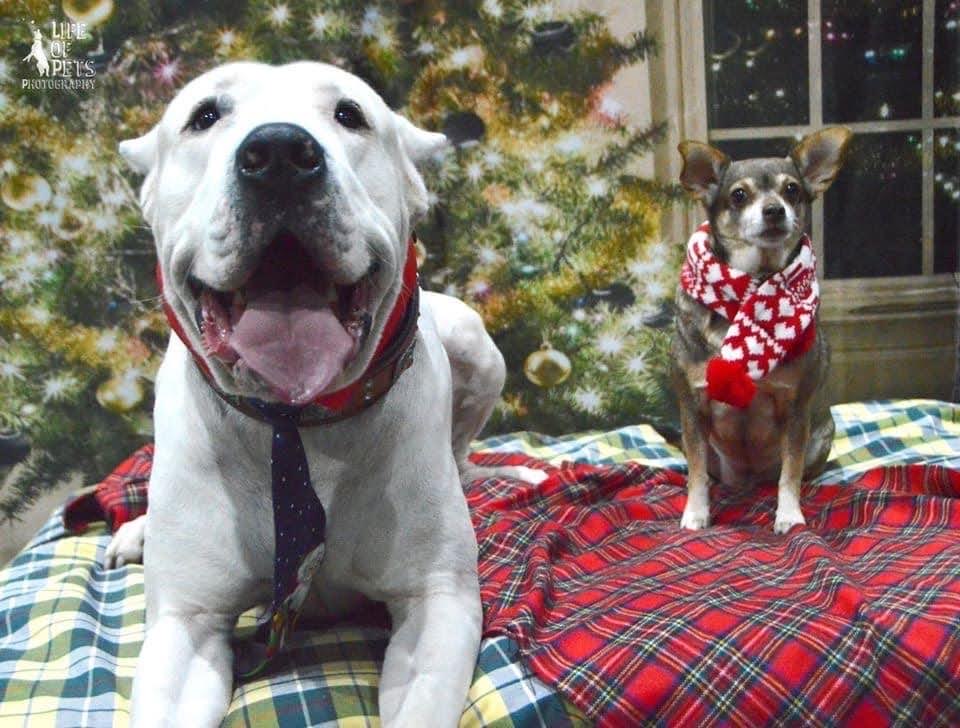 Elisa's dogs, Cinnamon and Sotiri