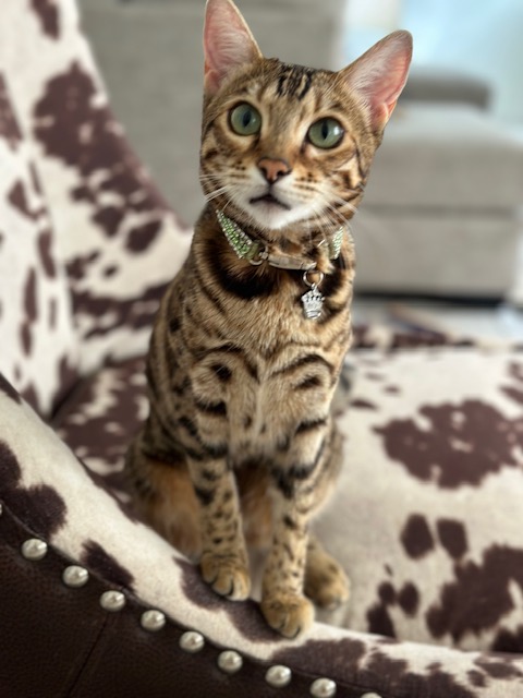 Elisa's cat, Jade