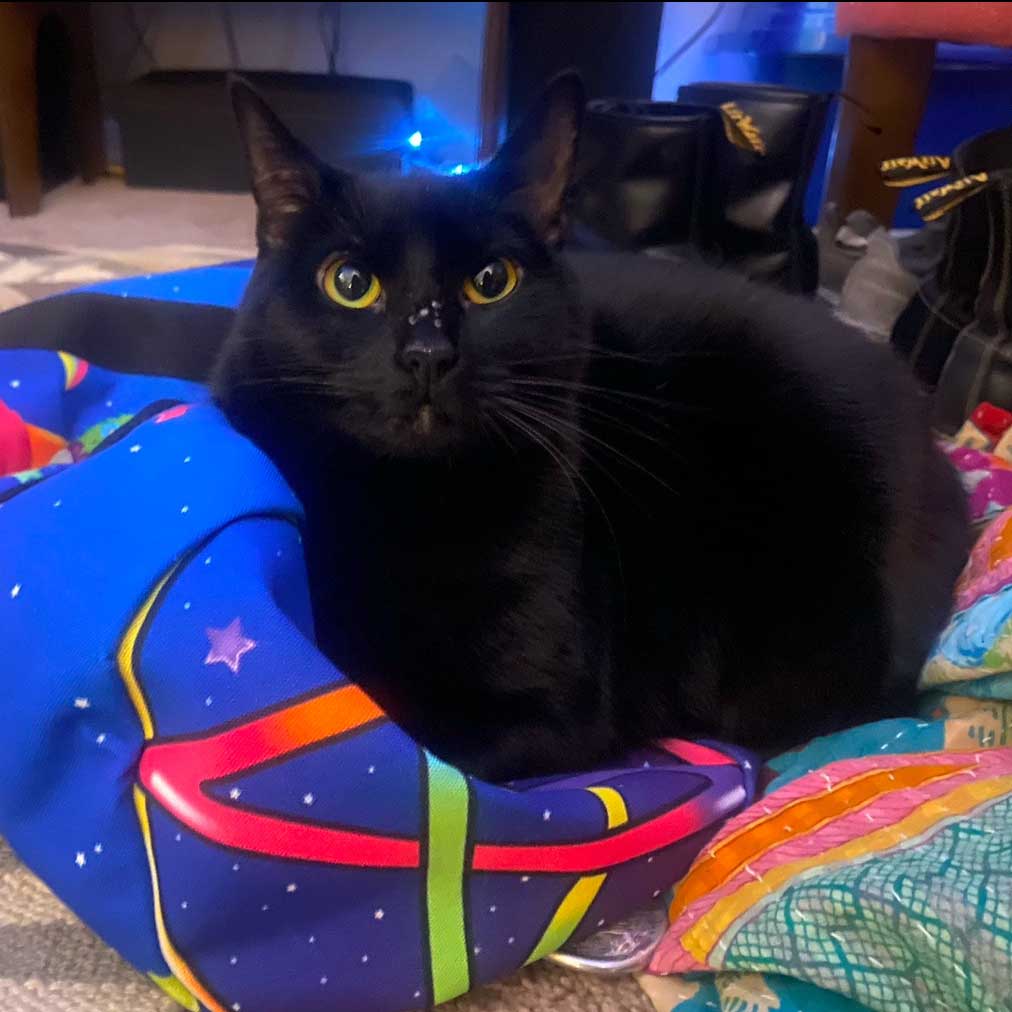 Eleni's cat, Maybe