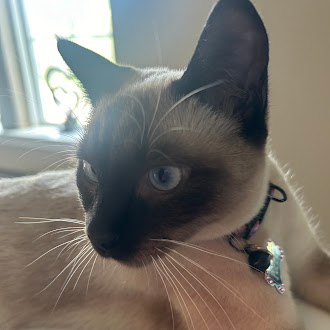 Eleni's cat, Poppy