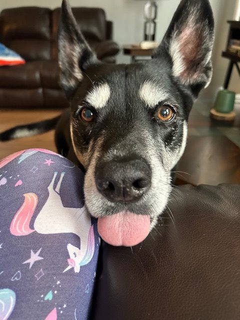Caroline's dog, Buddy