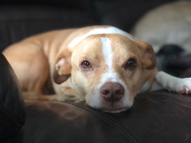 Caroline's dog, Finn