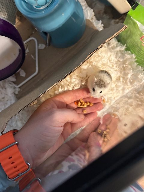 Caroline's hamster, Sculley