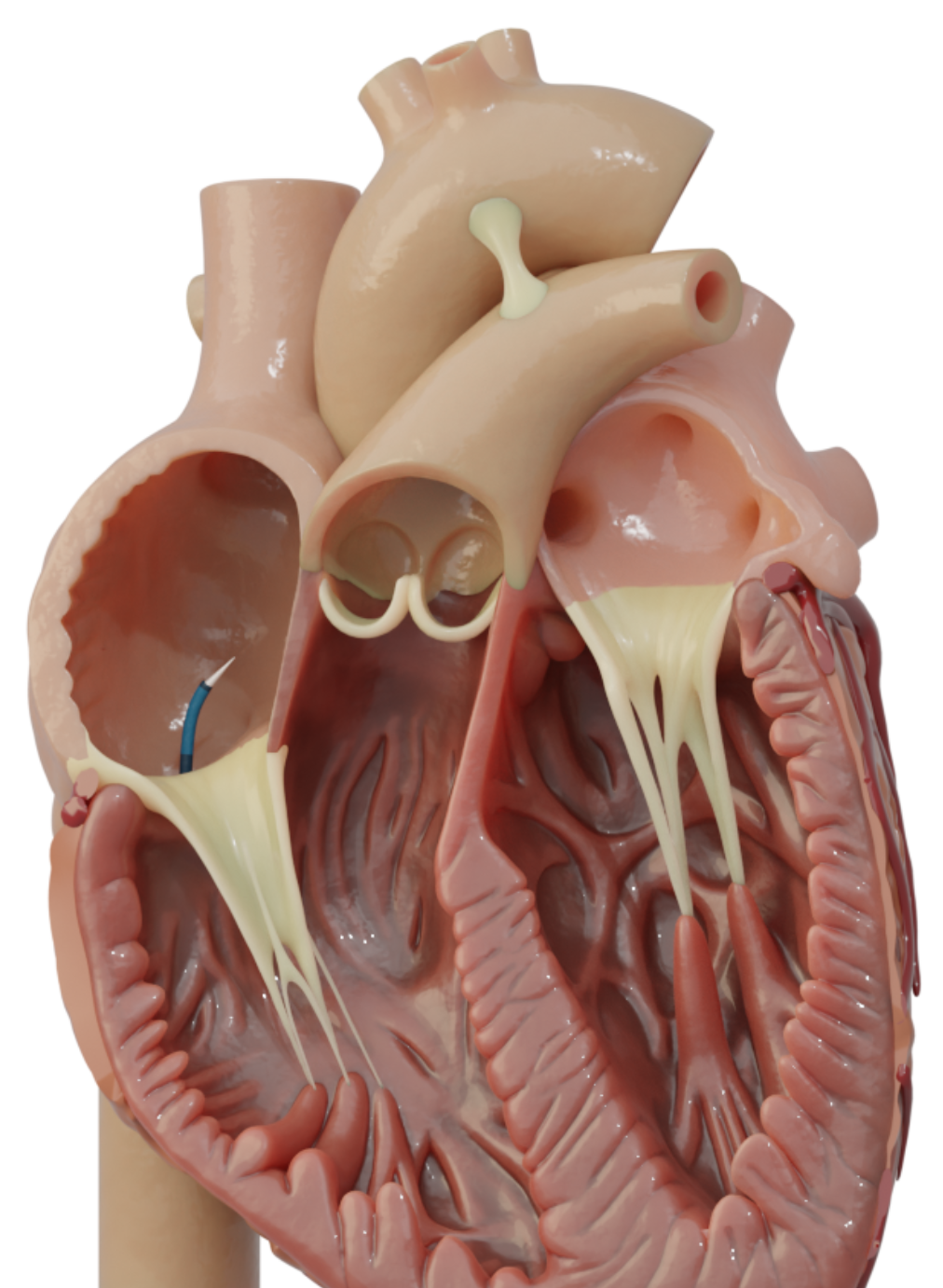 Detailed anatomical model of a human heart showing its four chambers and valves.