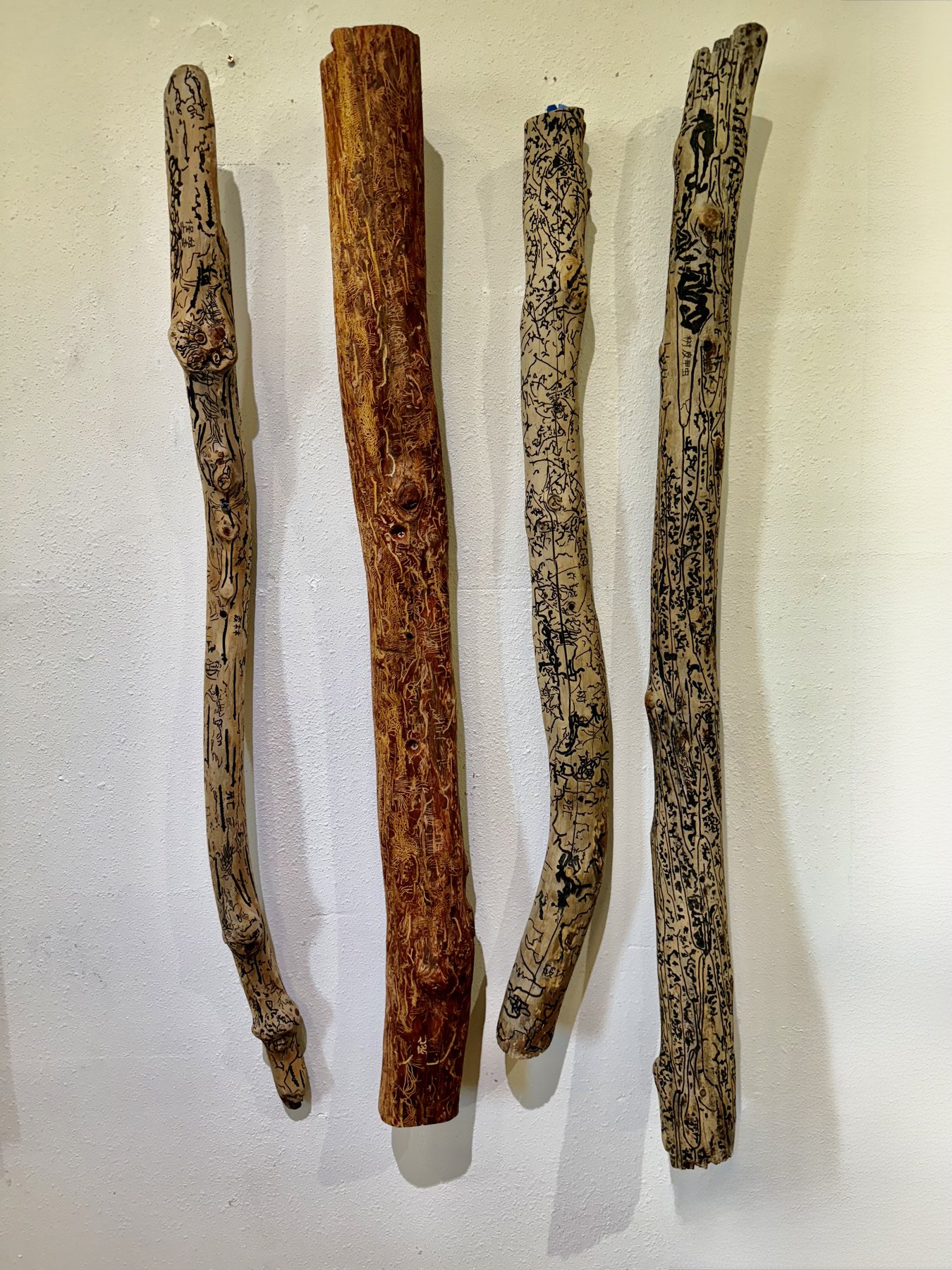 Hieroglyph, a limb inscribed by bark beetle larvae