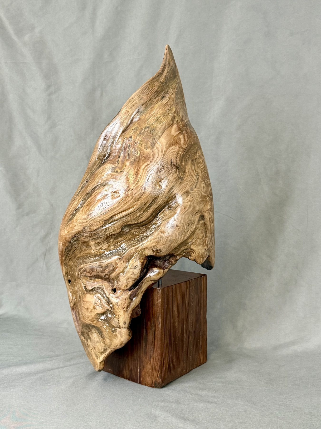 Wing, a piece of driftwood found intact, polished and placed on a base