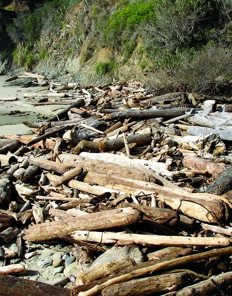 Driftwood on a Northern California beach