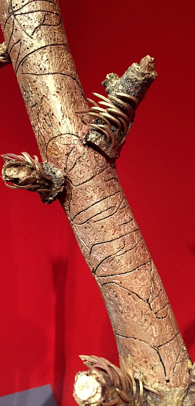Totem 1, galleries cut by bark beetle larvae